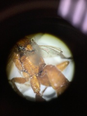 Rubicundiella