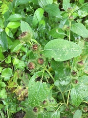 Arctium