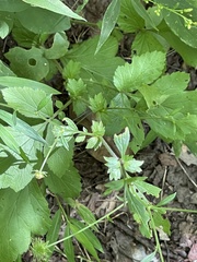 Sanicula canadensis