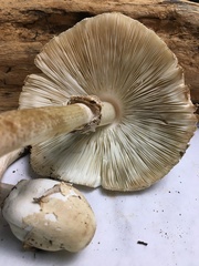 Chlorophyllum