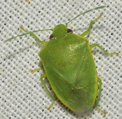 Acrosternum millierei