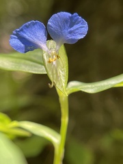 Commelina communis