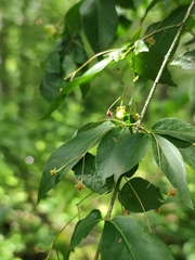 Euonymus verrucosus