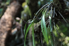 Bulbophyllum