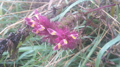 Melampyrum arvense