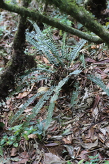 Asplenium normale
