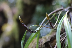 Bulbophyllum
