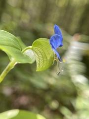 Commelina communis