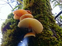 Physalacriaceae