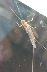 Ephemeroptera