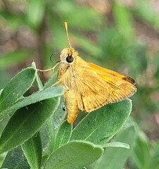 Ochlodes sylvanoides