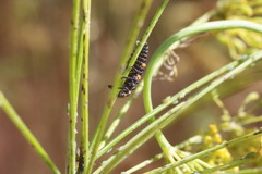 Coccinella septempunctata