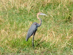 Ardea goliath