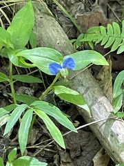 Commelina communis
