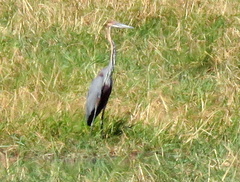 Ardea goliath