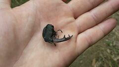 Lucanus cervus