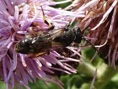 Hylaeus basalis