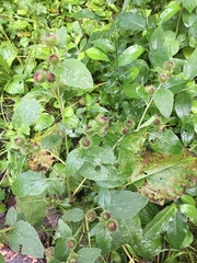 Arctium