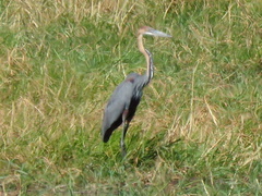 Ardea goliath
