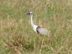 Bugeranus carunculatus