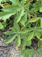 Aesculus glabra