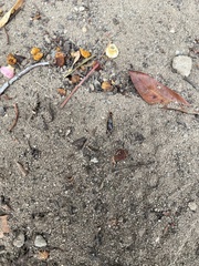 Euborellia annulipes