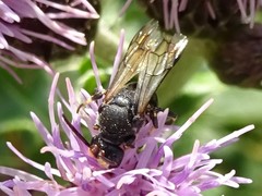 Hylaeus basalis