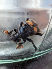 Nicrophorus interruptus