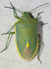 Brachynema germarii