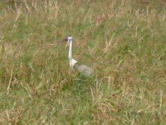 Bugeranus carunculatus