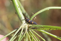 Coccinella septempunctata