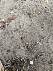 Euborellia annulipes