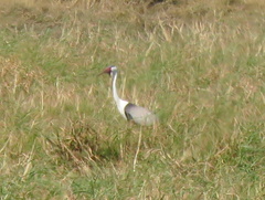 Bugeranus carunculatus