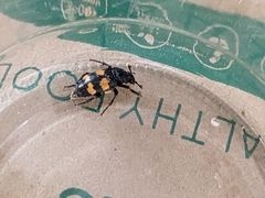 Nicrophorus interruptus