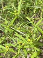 Melampodium strigosum