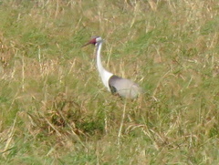 Bugeranus carunculatus