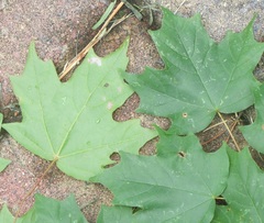 Acer leucoderme