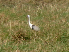 Bugeranus carunculatus