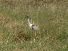 Bugeranus carunculatus