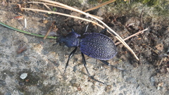 Carabus scabrosus
