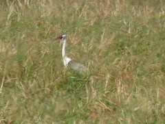 Bugeranus carunculatus