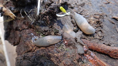 Krynickillus melanocephalus