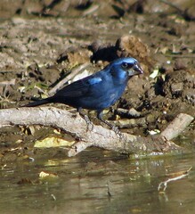 Cyanoloxia brissonii