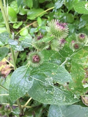 Arctium