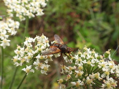 Tachina fera