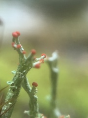 Cladonia cristatella