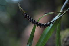 Bulbophyllum