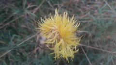 Centaurea orientalis