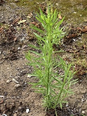 Euthamia occidentalis