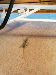 Tarentola mauritanica